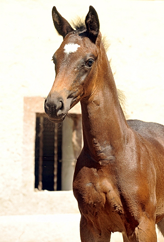 Stutfohlen von Saint Cyr u.d. Little Love xx - Foto: Beate Langels