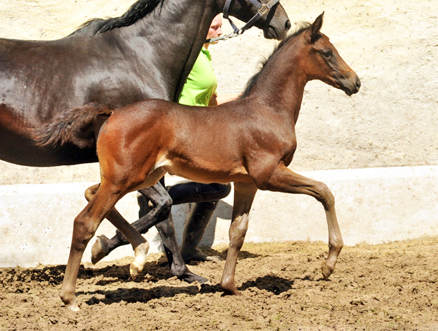 Stutfohlen von Saint Cyr u.d. Little Love xx - Foto: Beate Langels
