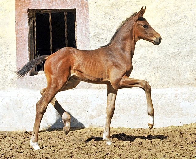Trakehner Hengstfohlen von Touch my Heart u.d. Pr.u.StPrSt. Vittoria v. Exclusiv  - Trakehner Gestt Hmelschenburg - Foto: Beate Langels