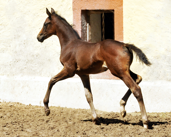 Stutfohlen von Saint Cyr u.d. Little Love xx - Foto: Beate Langels