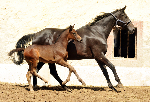 Stutfohlen von Saint Cyr u.d. Little Love xx - Foto: Beate Langels