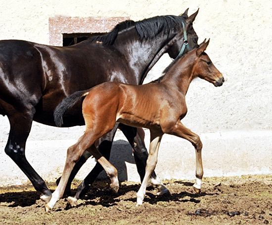 Trakehner Hengstfohlen von Touch my Heart u.d. Pr.u.StPrSt. Vittoria v. Exclusiv  - Trakehner Gestt Hmelschenburg - Foto: Beate Langels