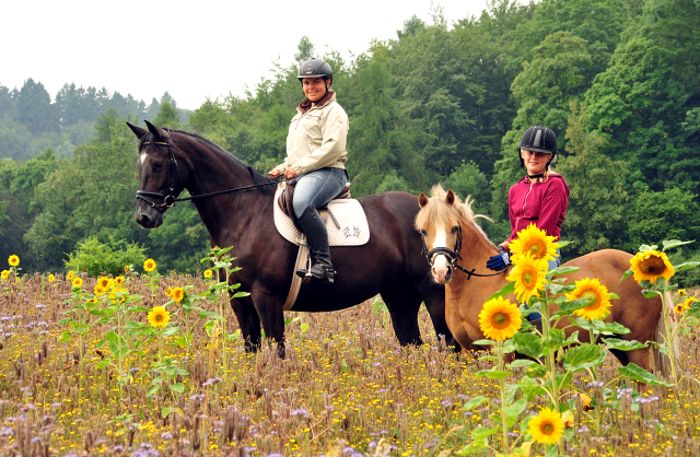 17. Juli 2016 - Trakehner Gestt  Hmelschenburg - Beate Langels