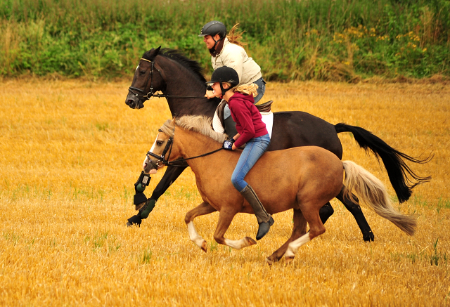 17. Juli 2016 - Trakehner Gestt  Hmelschenburg - Beate Langels