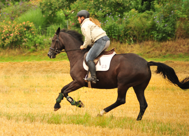 17. Juli 2016 - Trakehner Gestt  Hmelschenburg - Beate Langels