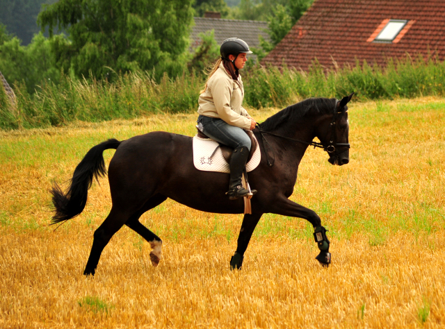 17. Juli 2016 - Trakehner Gestt  Hmelschenburg - Beate Langels