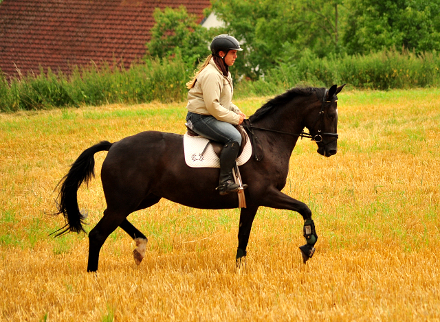 17. Juli 2016 - Trakehner Gestt  Hmelschenburg - Beate Langels