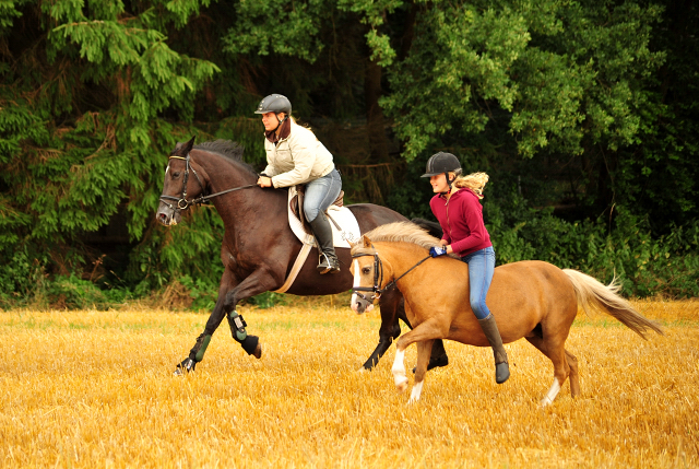 17. Juli 2016 - Trakehner Gestt  Hmelschenburg - Beate Langels