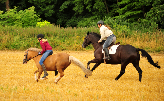 17. Juli 2016 - Trakehner Gestt  Hmelschenburg - Beate Langels