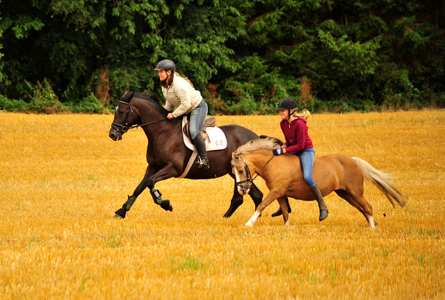 17. Juli 2016 - Trakehner Gestt  Hmelschenburg - Beate Langels