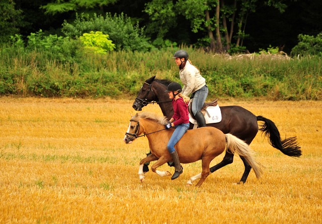 17. Juli 2016 - Trakehner Gestt  Hmelschenburg - Beate Langels