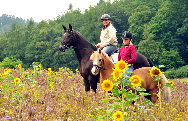 17. Juli 2016 - Trakehner Gestt  Hmelschenburg - Beate Langels