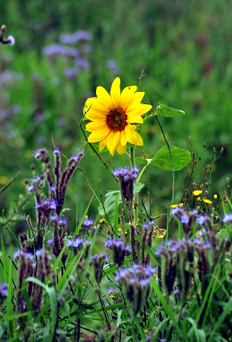 17. Juli 2016 - Trakehner Gestt  Hmelschenburg - Beate Langels
