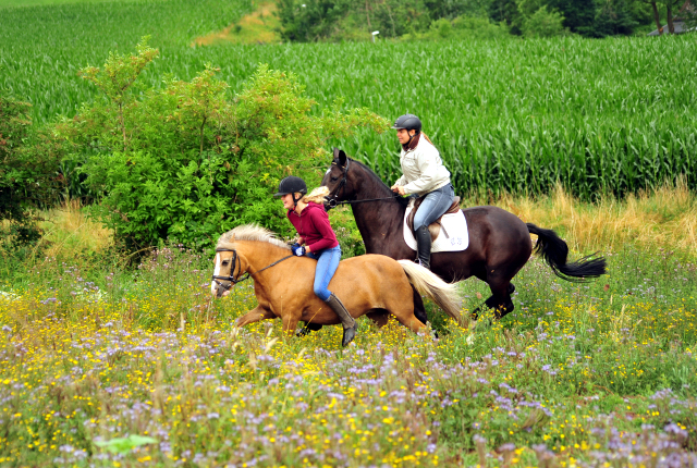 17. Juli 2016 - Trakehner Gestt  Hmelschenburg - Beate Langels