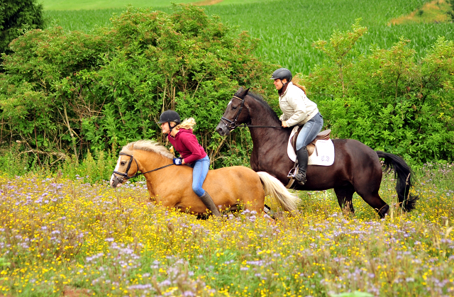 17. Juli 2016 - Trakehner Gestt  Hmelschenburg - Beate Langels