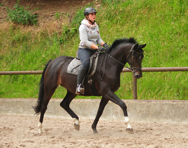 17. Juli 2019 3jhrige Stute von De Niro x Totilas - Foto: Beate Langels
