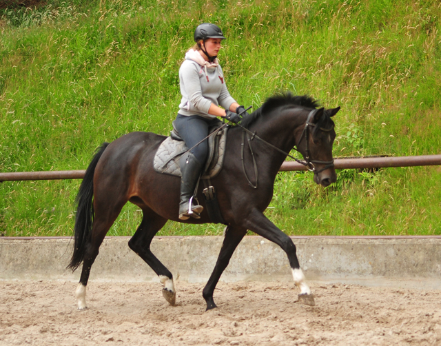 17. Juli 2019 3jhrige Stute von De Niro x Totilas - Foto: Beate Langels