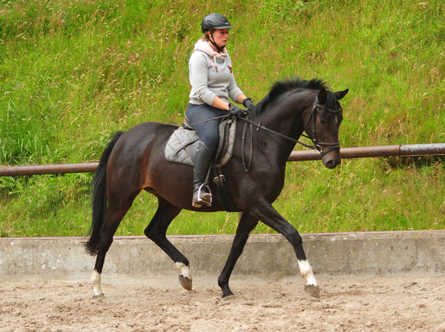 17. Juli 2019 3jhrige Stute von De Niro x Totilas - Foto: Beate Langels