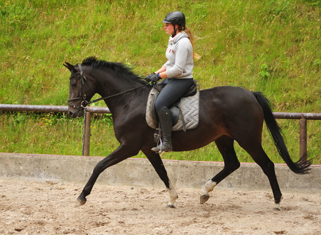 17. Juli 2019 3jhrige Stute von De Niro x Totilas - Foto: Beate Langels
