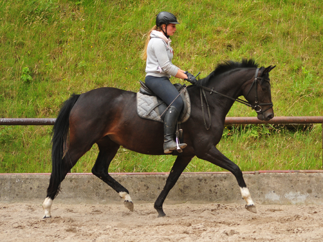 17. Juli 2019 3jhrige Stute von De Niro x Totilas - Foto: Beate Langels