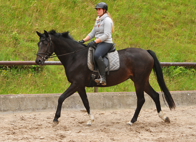17. Juli 2019 3jhrige Stute von De Niro x Totilas - Foto: Beate Langels