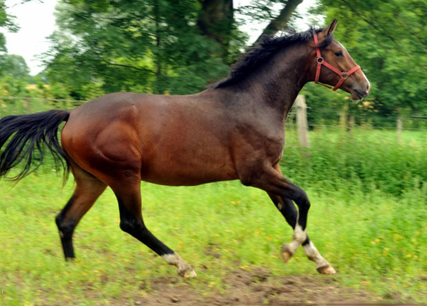   - Trakehner Gestt Hmelschenburg