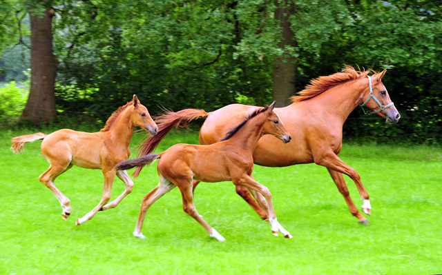 Klassic Motion mit Klassic's Zauberei und Karidia - Foto: Beate Langels - Trakehner Gestt Hmelschenburg