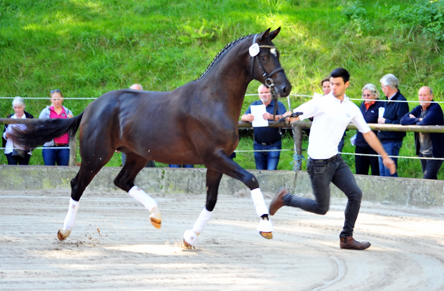 Zweijhriger Hengst von Saint Cyr u.d. Greta Garbo - 17. August 2016  - Foto: Beate Langels -
Trakehner Gestt Hmelschenburg