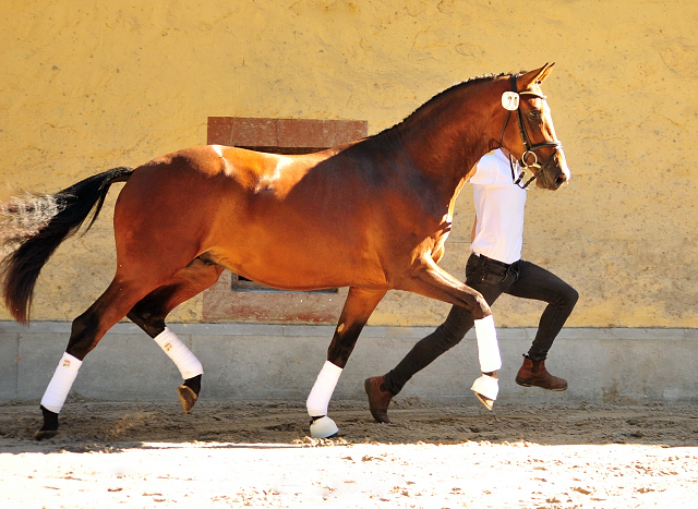 KACYRO - 2jhriger Hengst v. Saint Cyr u.d. Pr.u.StPrSt. Karena v. Freudenfest - Foto: Beate Langels -  
Trakehner Gestt Hmelschenburg