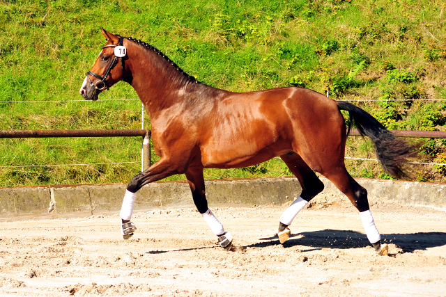 KACYRO - 2jhriger Hengst v. Saint Cyr u.d. Pr.u.StPrSt. Karena v. Freudenfest - Foto: Beate Langels -  
Trakehner Gestt Hmelschenburg