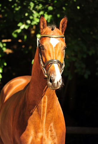 KACYRO - 2jhriger Hengst v. Saint Cyr u.d. Pr.u.StPrSt. Karena v. Freudenfest - Foto: Beate Langels -  
Trakehner Gestt Hmelschenburg