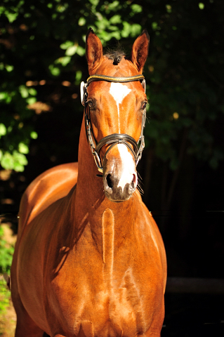 Kacyro - zweijhriger Hengst von Saint Cyr x Karena - 20. April 2016  - Foto: Beate Langels -
Trakehner Gestt Hmelschenburg