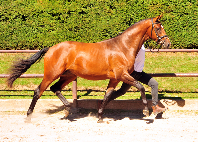 KACYRO - 2jhriger Hengst v. Saint Cyr u.d. Pr.u.StPrSt. Karena v. Freudenfest - Foto: Beate Langels -  
Trakehner Gestt Hmelschenburg