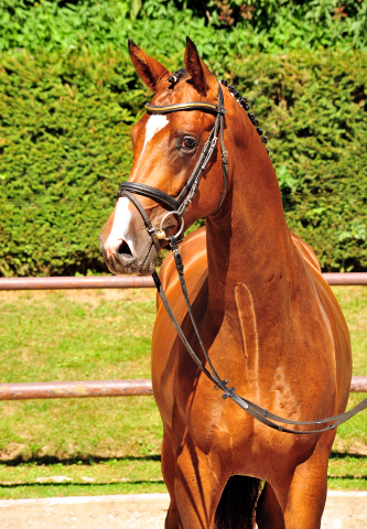 KACYRO - 2jhriger Hengst v. Saint Cyr u.d. Pr.u.StPrSt. Karena v. Freudenfest - Foto: Beate Langels -  
Trakehner Gestt Hmelschenburg