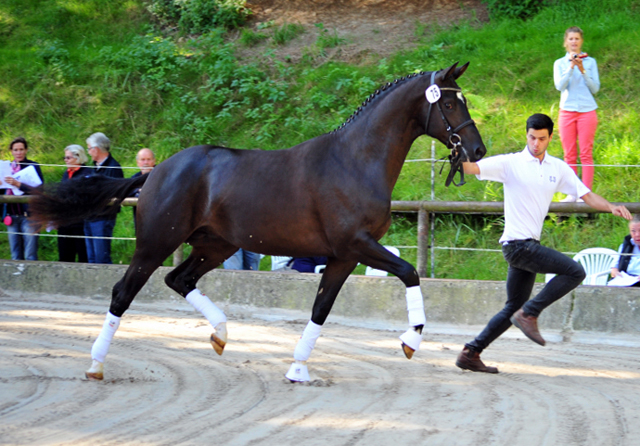 Zweijhriger Hengst von Saint Cyr u.d. Greta Garbo - 17. August 2016  - Foto: Beate Langels -
Trakehner Gestt Hmelschenburg