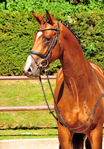 KACYRO - 2jhriger Hengst v. Saint Cyr u.d. Pr.u.StPrSt. Karena v. Freudenfest - Foto: Beate Langels -  
Trakehner Gestt Hmelschenburg