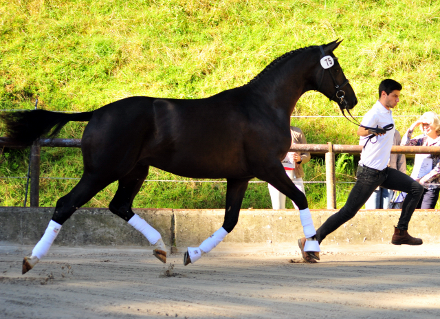 Zweijhriger Hengst von Saint Cyr u.d. Greta Garbo - 17. August 2016  - Foto: Beate Langels -
Trakehner Gestt Hmelschenburg