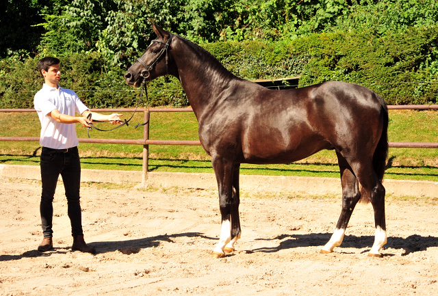 Zweijhriger Hengst von Saint Cyr u.d. Greta Garbo - 17. August 2016  - Foto: Beate Langels -
Trakehner Gestt Hmelschenburg