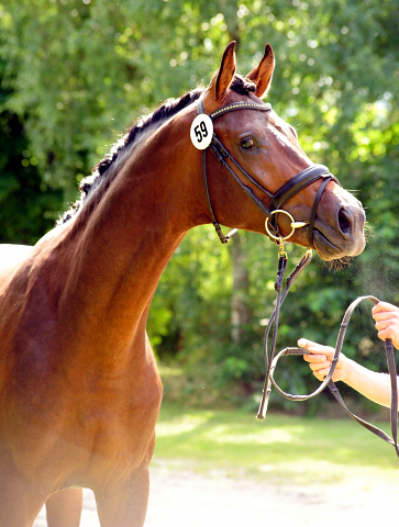 His Moment von Millenium - Le Rouge - Foto: Beate Langels - Trakehner Gestt Hmelschenburg