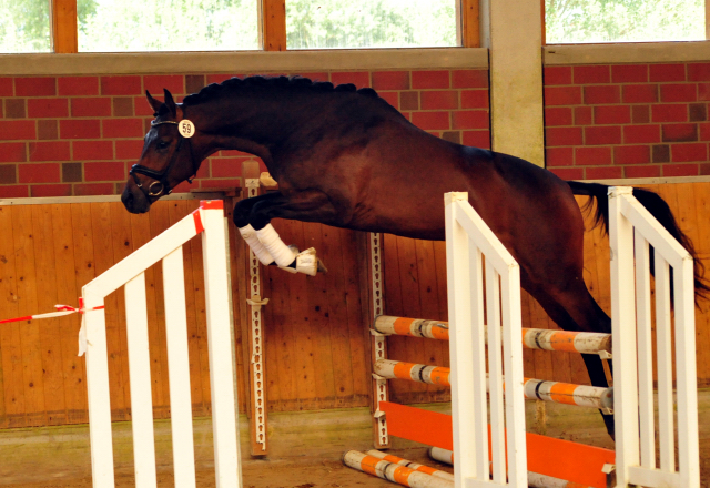 His Moment von Millenium - Le Rouge - Foto: Beate Langels - Trakehner Gestt Hmelschenburg