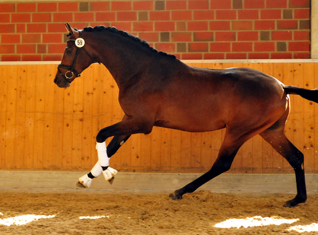 His Moment von Millenium - Le Rouge - Foto: Beate Langels - Trakehner Gestt Hmelschenburg