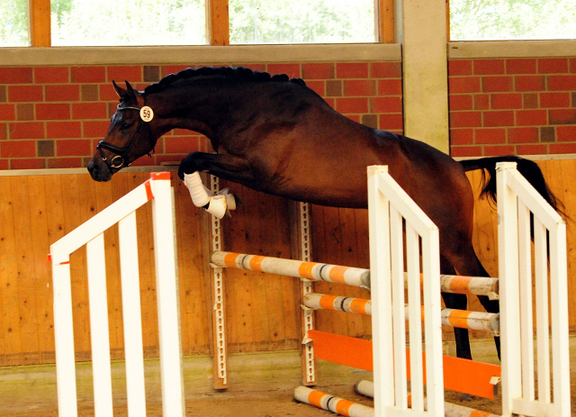 His Moment von Millenium - Le Rouge - Foto: Beate Langels - Trakehner Gestt Hmelschenburg