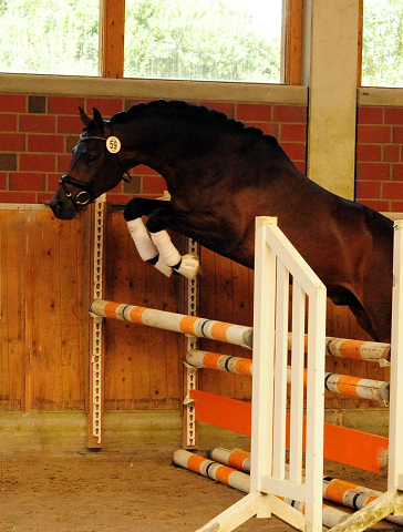 His Moment von Millenium - Le Rouge - Foto: Beate Langels - Trakehner Gestt Hmelschenburg