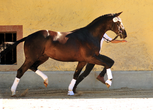 Zweijhriger Hengst von Saint Cyr u.d. Greta Garbo - 17. August 2016  - Foto: Beate Langels -
Trakehner Gestt Hmelschenburg