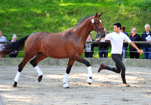 KACYRO - 2jhriger Hengst v. Saint Cyr u.d. Pr.u.StPrSt. Karena v. Freudenfest - Foto: Beate Langels -  
Trakehner Gestt Hmelschenburg