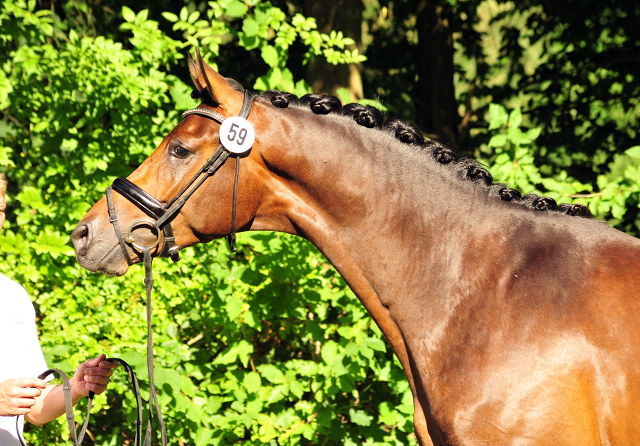 Hermes von Millenium - Le Rouge - Foto: Beate Langels - Trakehner Gestt Hmelschenburg