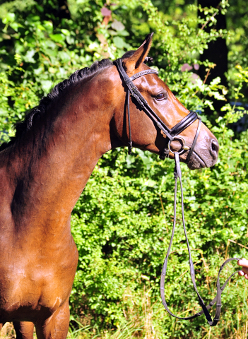 Hermes von Millenium - Le Rouge - Foto: Beate Langels - Trakehner Gestt Hmelschenburg