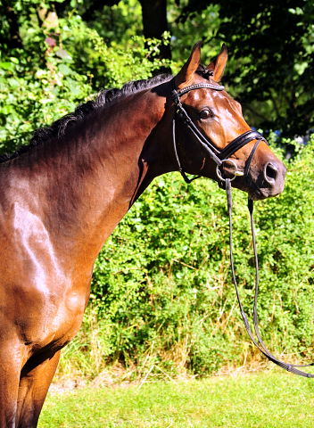 Hermes von Millenium - Le Rouge - Foto: Beate Langels - Trakehner Gestt Hmelschenburg