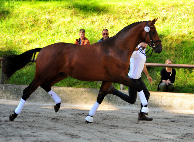 KACYRO - 2jhriger Hengst v. Saint Cyr u.d. Pr.u.StPrSt. Karena v. Freudenfest - Foto: Beate Langels -  
Trakehner Gestt Hmelschenburg