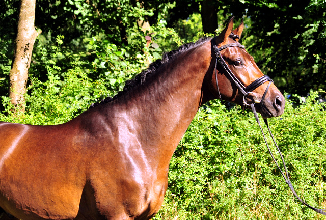 Hermes von Millenium - Le Rouge - Foto: Beate Langels - Trakehner Gestt Hmelschenburg